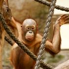 Das kleine Orang Utan Mädchen