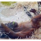 das kleine Orangutanmädchen