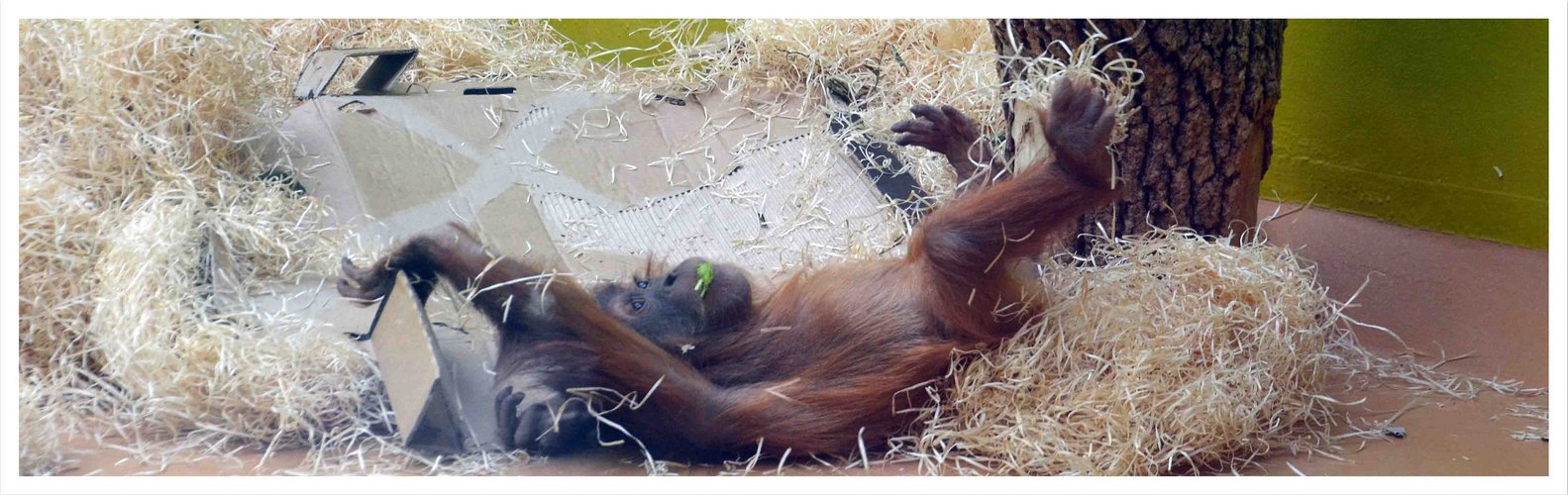 das kleine Orangutanmädchen