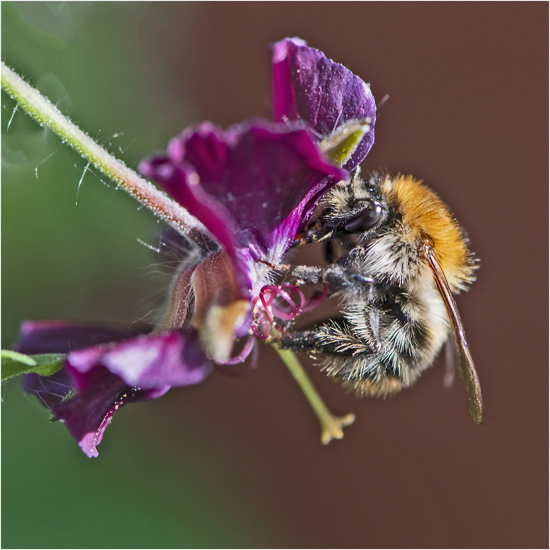 Das kleine "Pelztier" Ackerhummel (Bombus pascuorum)  . . .