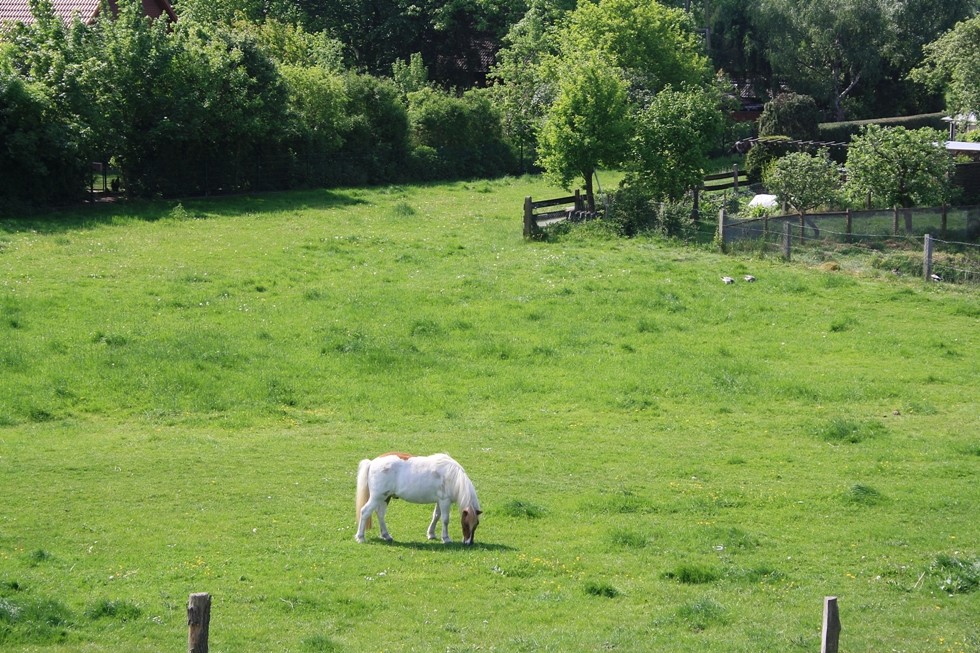 Das kleine Pferd