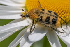 Das kleine Pollenmonster