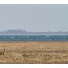 Das kleine Reh und das Meer