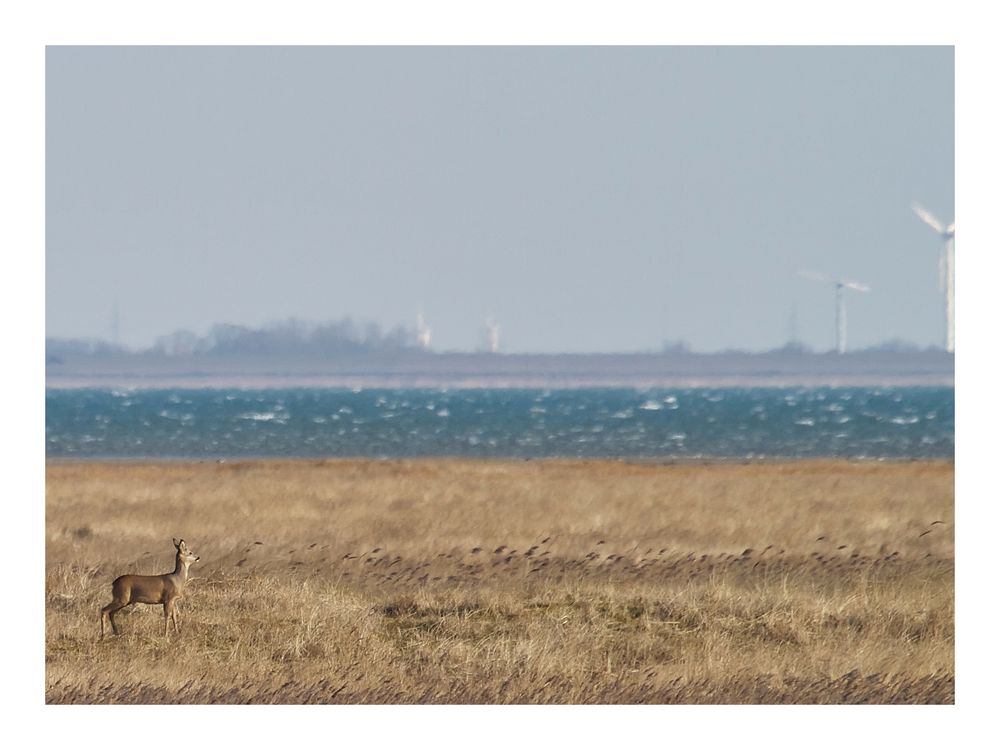 Das kleine Reh und das Meer