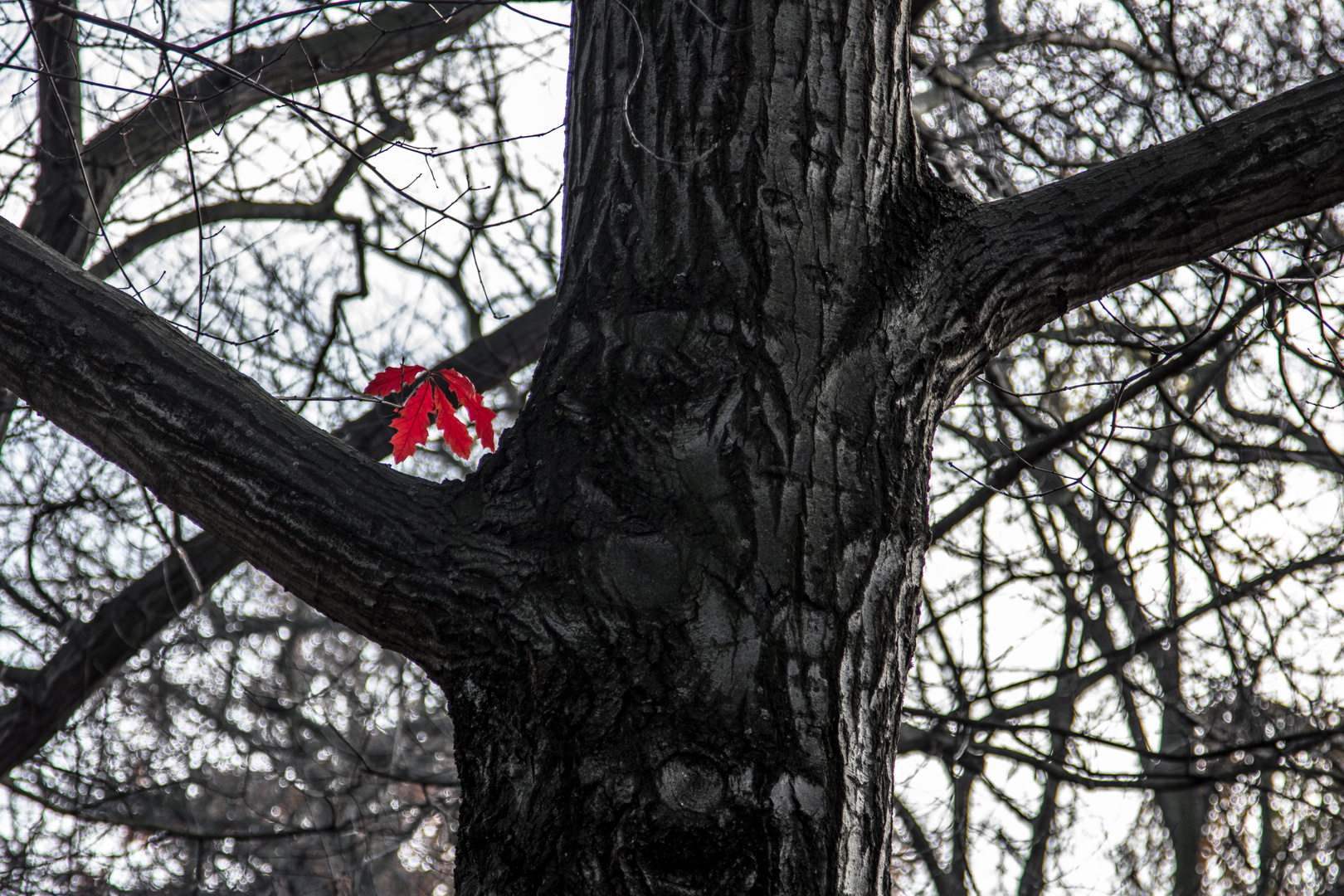 Das kleine rote....