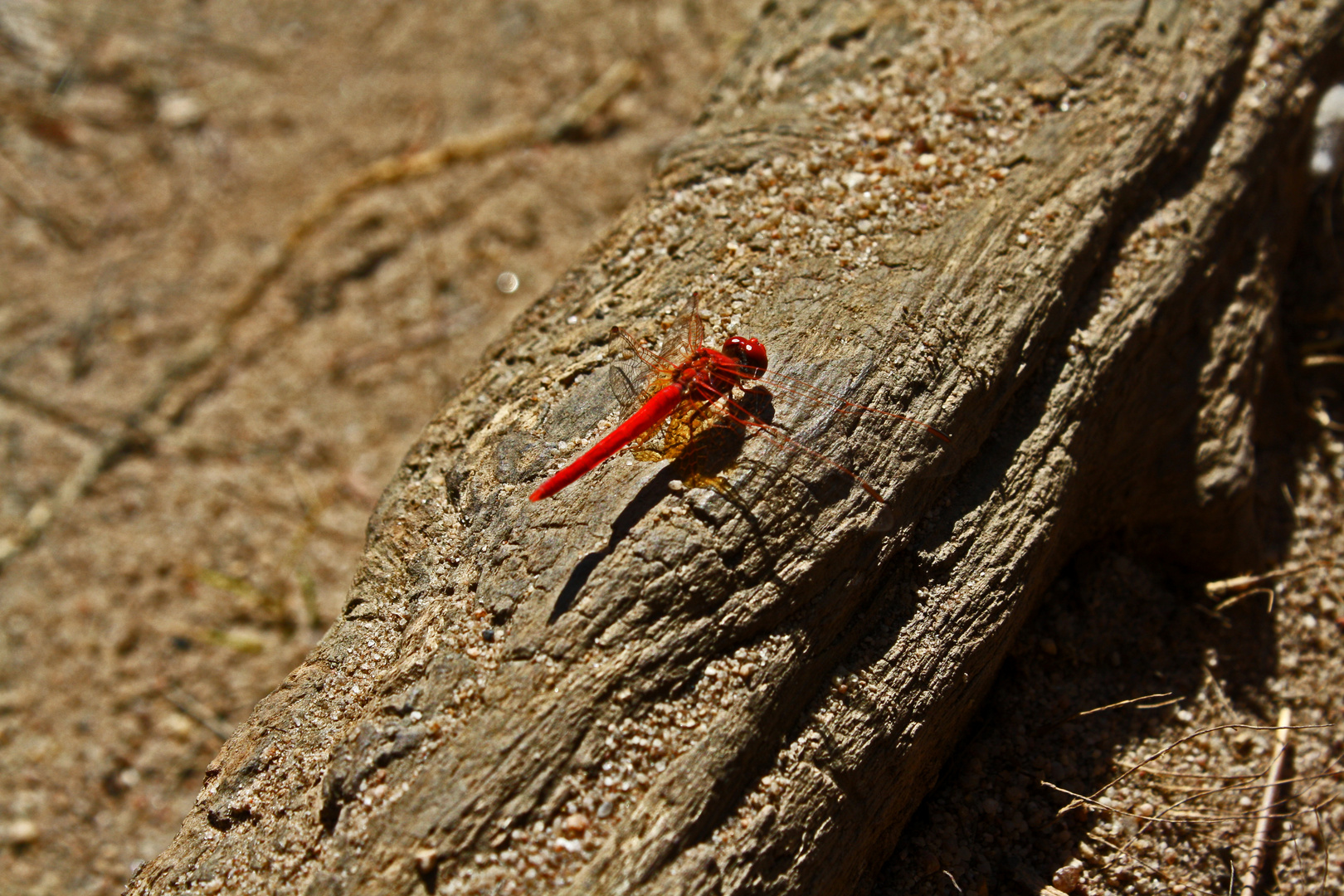 Das kleine Rote