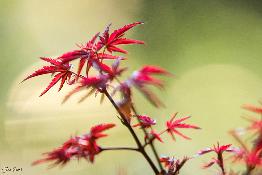 Das kleine rote Ahorn