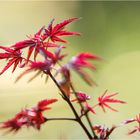 Das kleine rote Ahorn