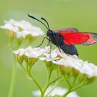 Das kleine Rote darunter