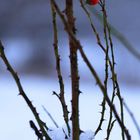 Das kleine Rote im weißen Ganzen