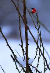 Das kleine Rote im weißen Ganzen