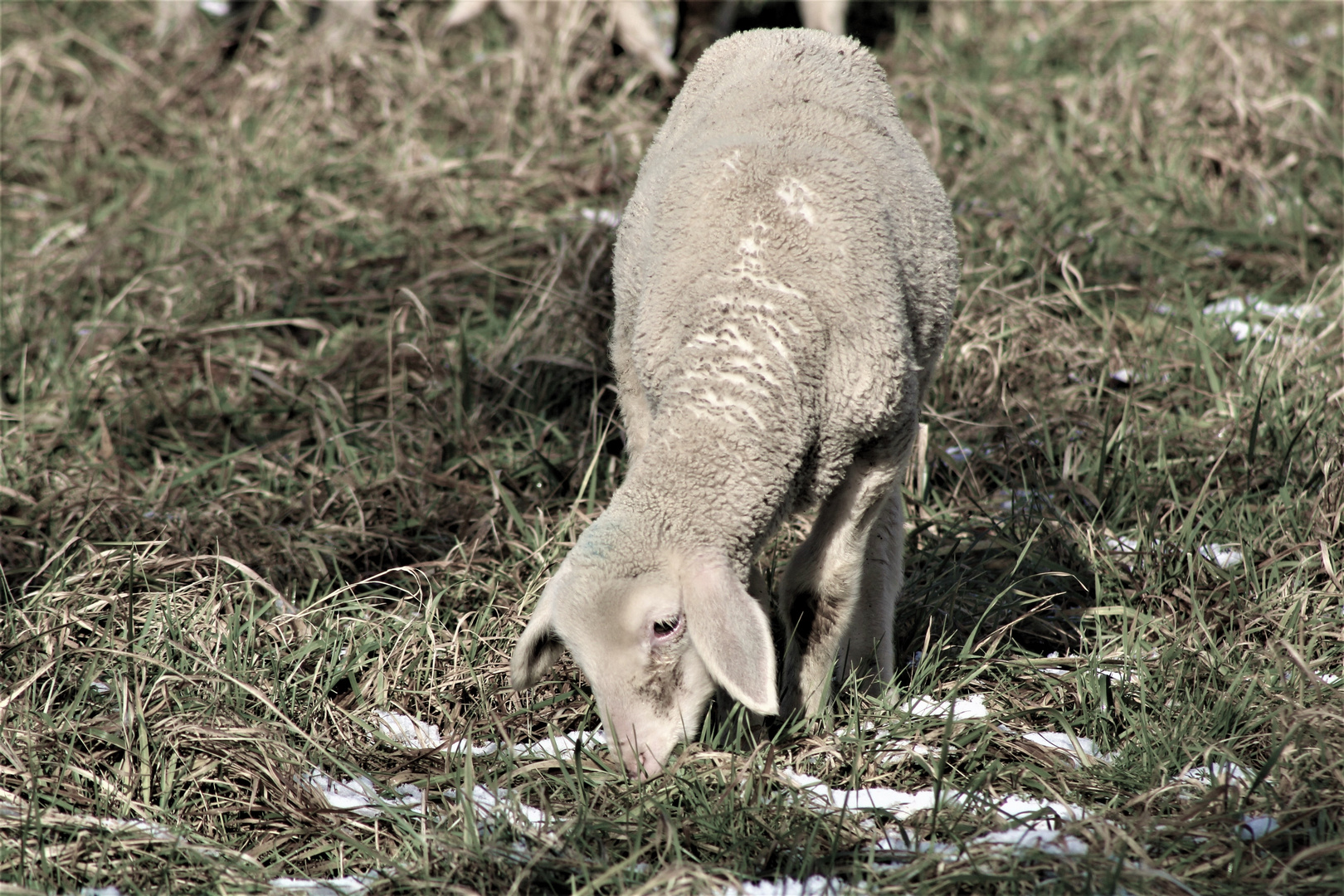 das kleine Schaf bemerkte mich  kurz ,