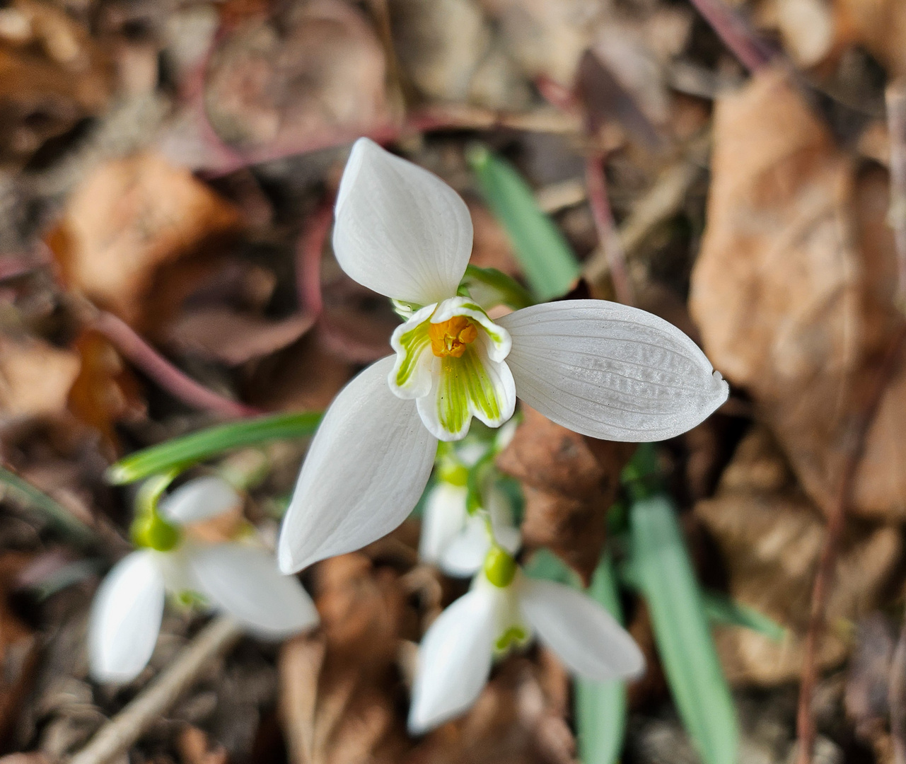 Das kleine Schneeglöckchen.... Foto & Bild | frühling, natur ...