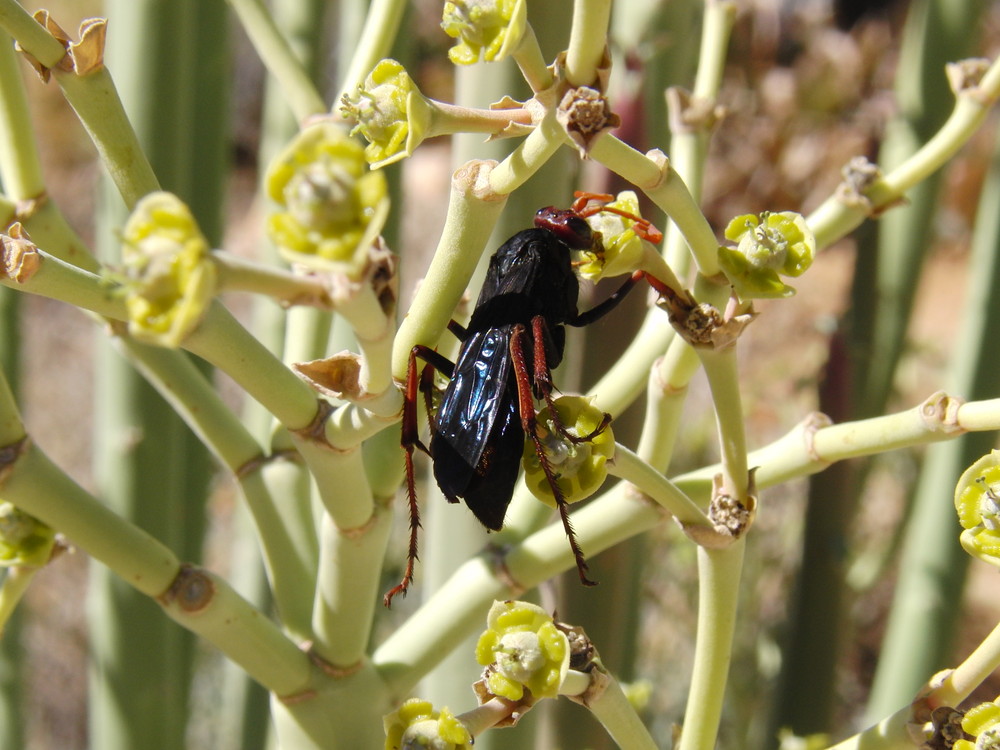 Das kleine Schwarze von Silke E. 