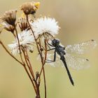 " Das kleine Schwarze" :O)