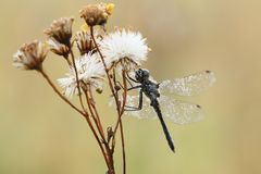 " Das kleine Schwarze" :O)