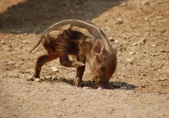 Das kleine Schweinchen