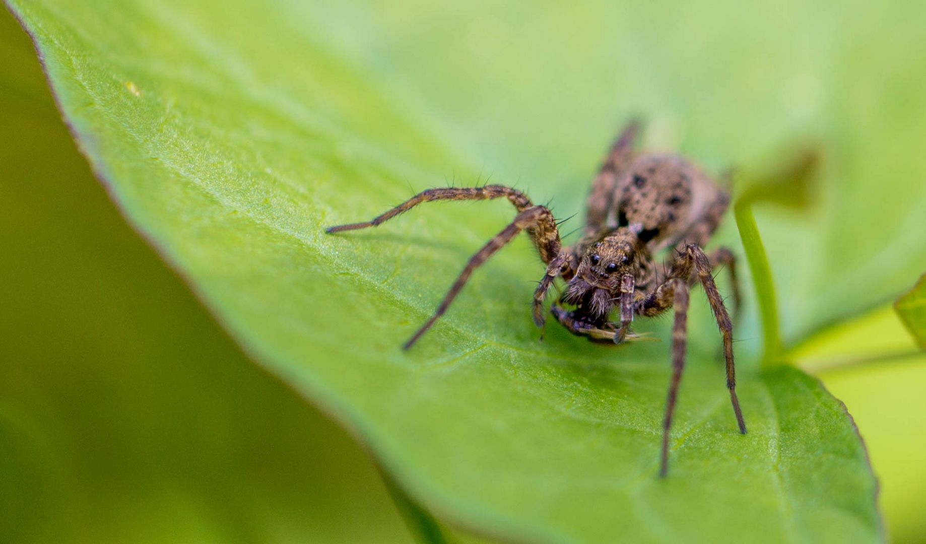 Das kleine Spinnenmonster