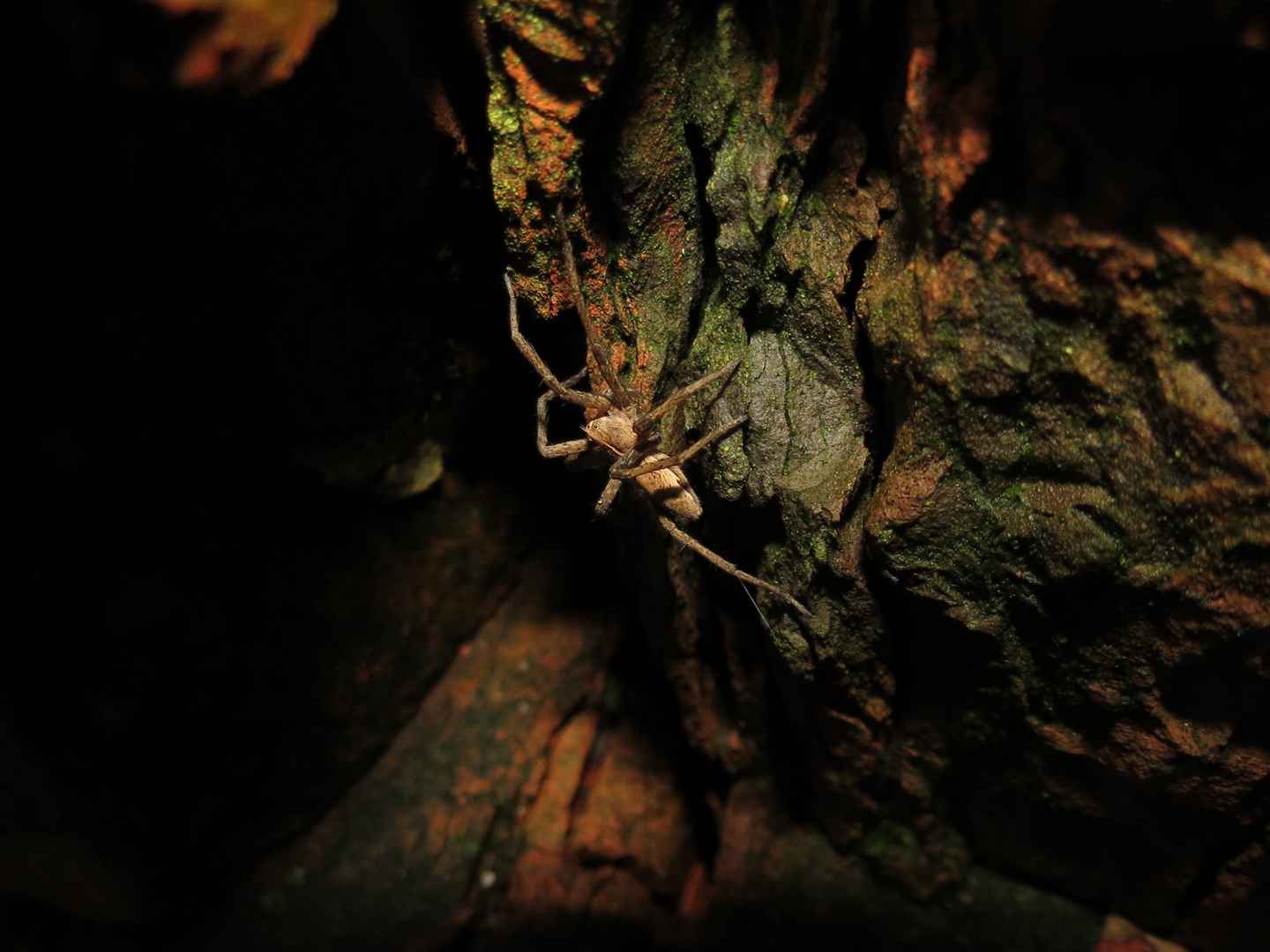 Das kleine Tier'chen zwischen den Steinen