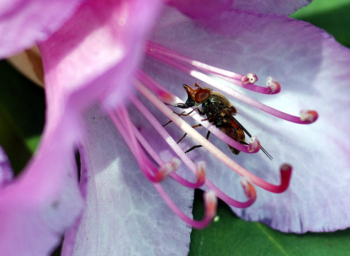 Das kleine Ungeheuer