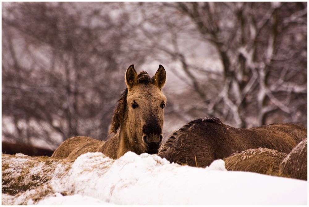 Das kleine Ur - Pferd in NRW, in Lp-Herringhausen