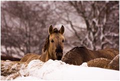 Das kleine Ur - Pferd in NRW, in Lp-Herringhausen