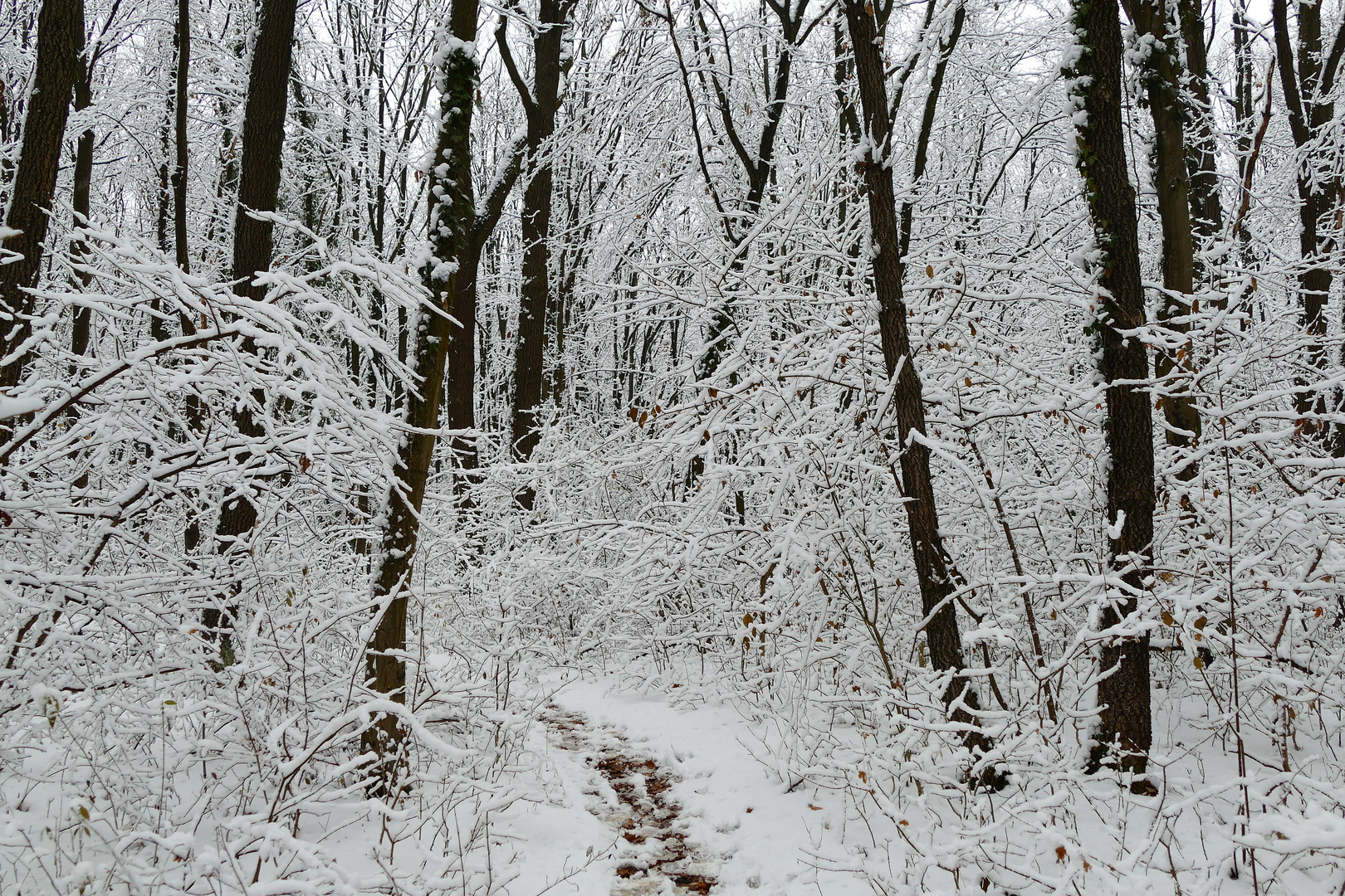 Das kleine Wegerl im Wald