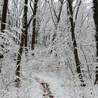 Das kleine Wegerl im Wald