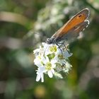 Das kleine Wiesenvögelchen