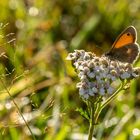 Das Kleine Wiesenvögelchen