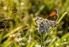 Das Kleine Wiesenvögelchen