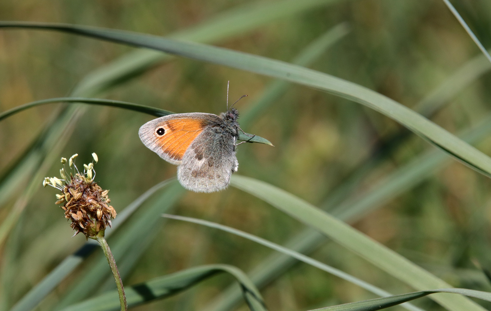 Das kleine Wiesenvögelchen