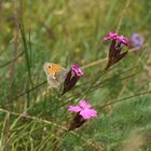 Das Kleine Wiesenvögelchen, auch Kleiner Heufalter (Coenonympha pamphilus) ...