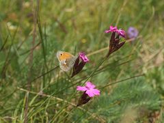 Das Kleine Wiesenvögelchen, auch Kleiner Heufalter (Coenonympha pamphilus) ...