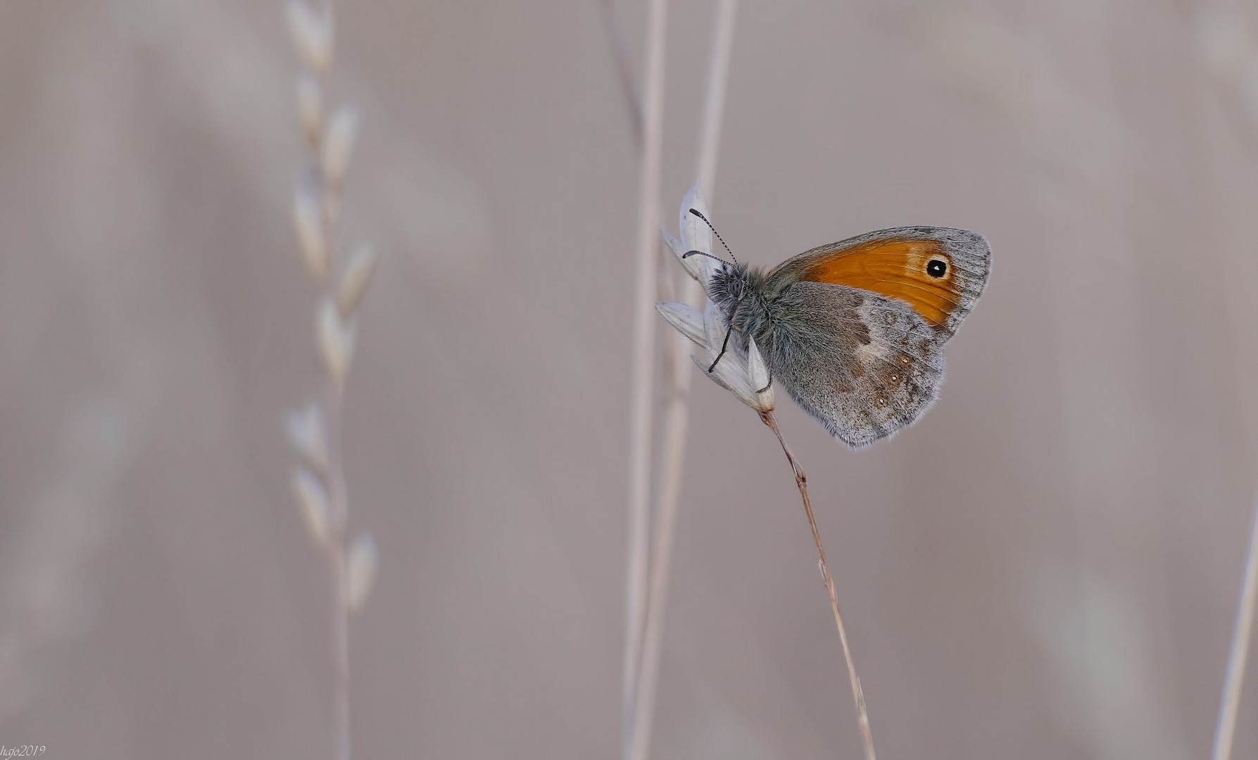 Das Kleine Wiesenvögelchen (Coenonympha pamphilus)...