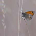 Das Kleine Wiesenvögelchen (Coenonympha pamphilus)...