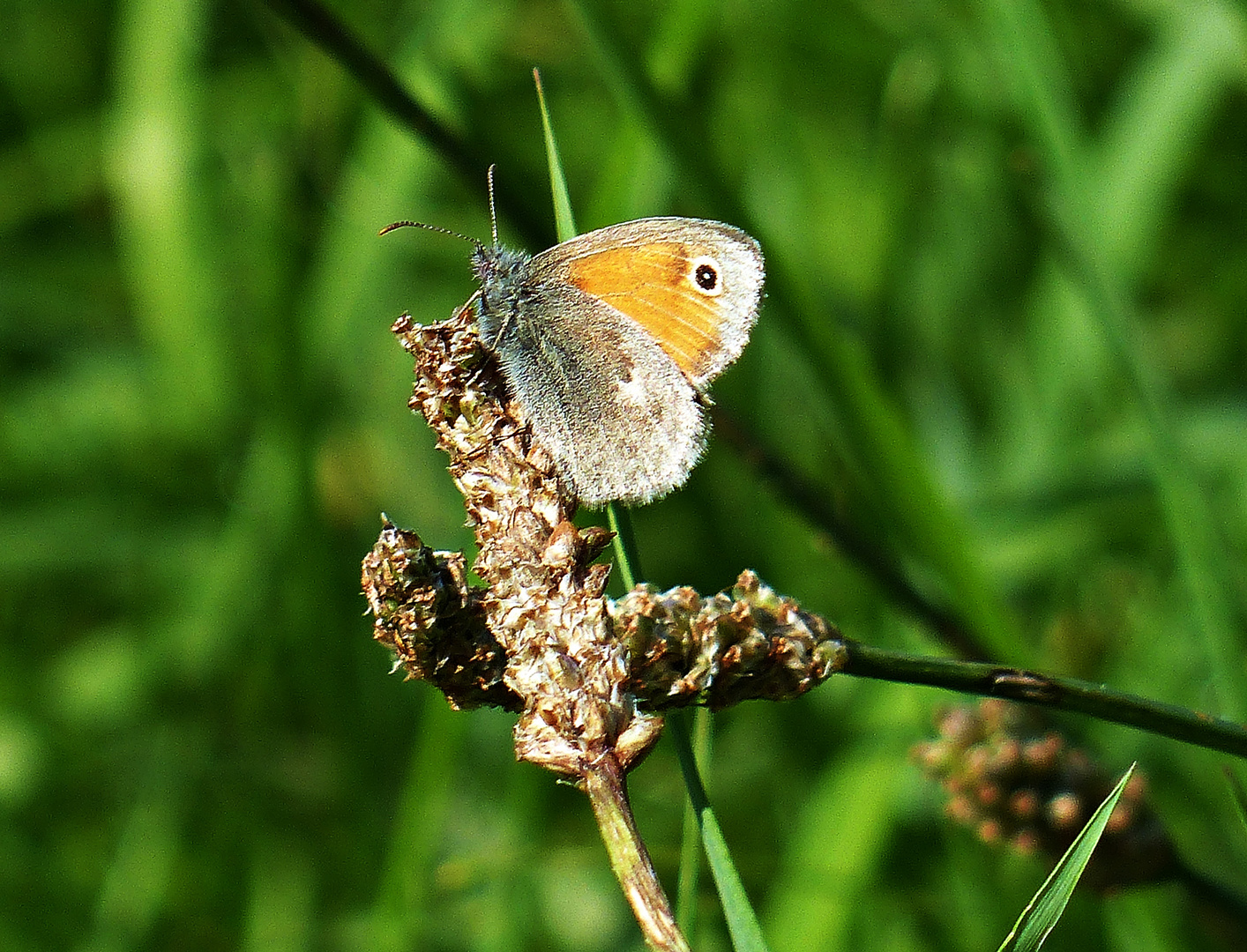 Das Kleine Wiesenvögelchen (Coenonympha pamphilus)