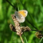 Das Kleine Wiesenvögelchen (Coenonympha pamphilus)