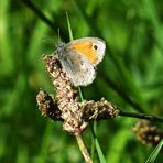 Das Kleine Wiesenvögelchen (Coenonympha pamphilus)