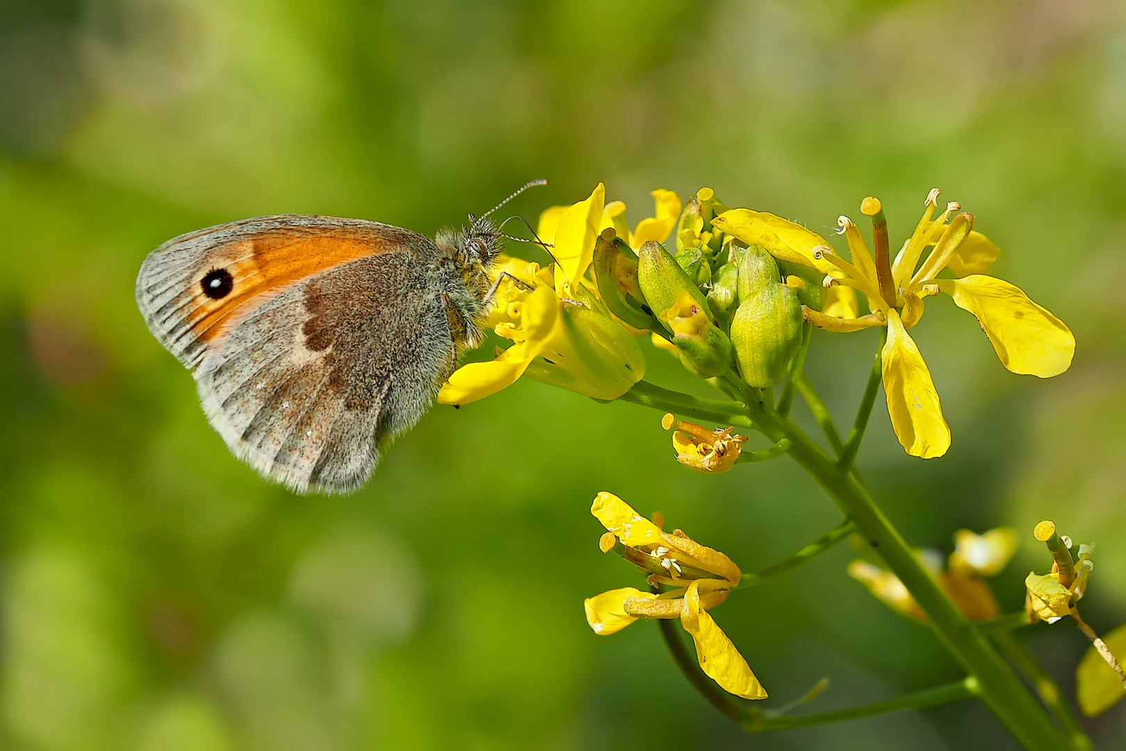 Das Kleine Wiesenvögelchen (Coenonympha pamphilus) - Le fadet commun.