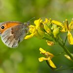 Das Kleine Wiesenvögelchen (Coenonympha pamphilus) - Le fadet commun.