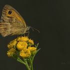 Das Kleine Wiesenvögelchen