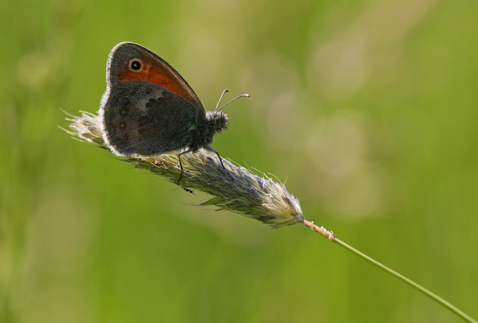 Das kleine Wiesenvögelchen