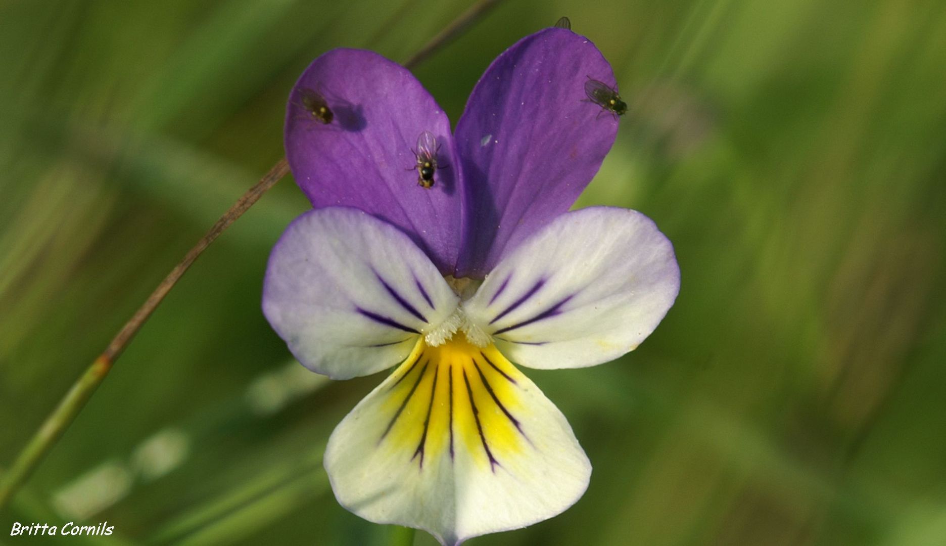 Das kleine wilde Hornveilchen