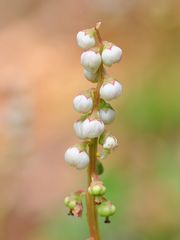 Das Kleine Wintergrün (Pyrola minor)