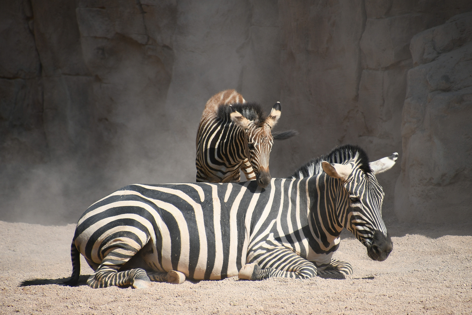 das kleine Zebra