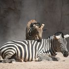 das kleine Zebra