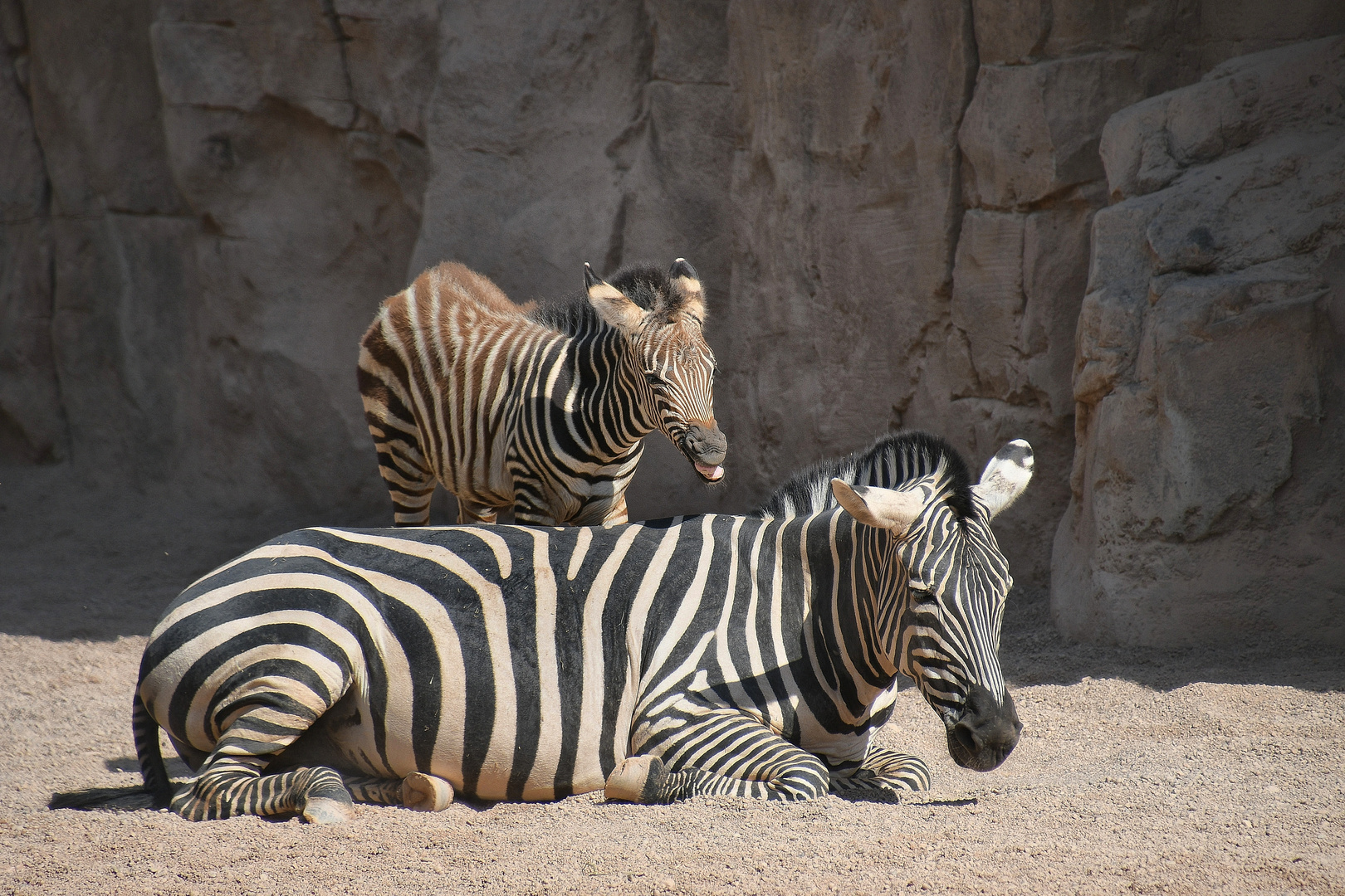 das kleine Zebra