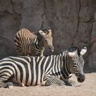 das kleine Zebra