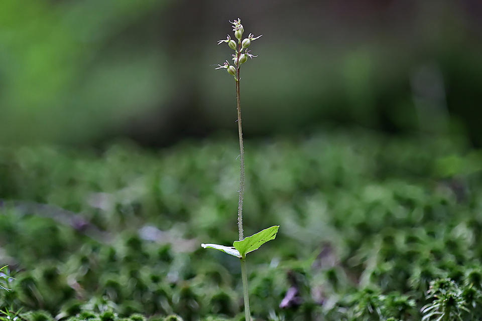 Das Kleine Zweiblatt